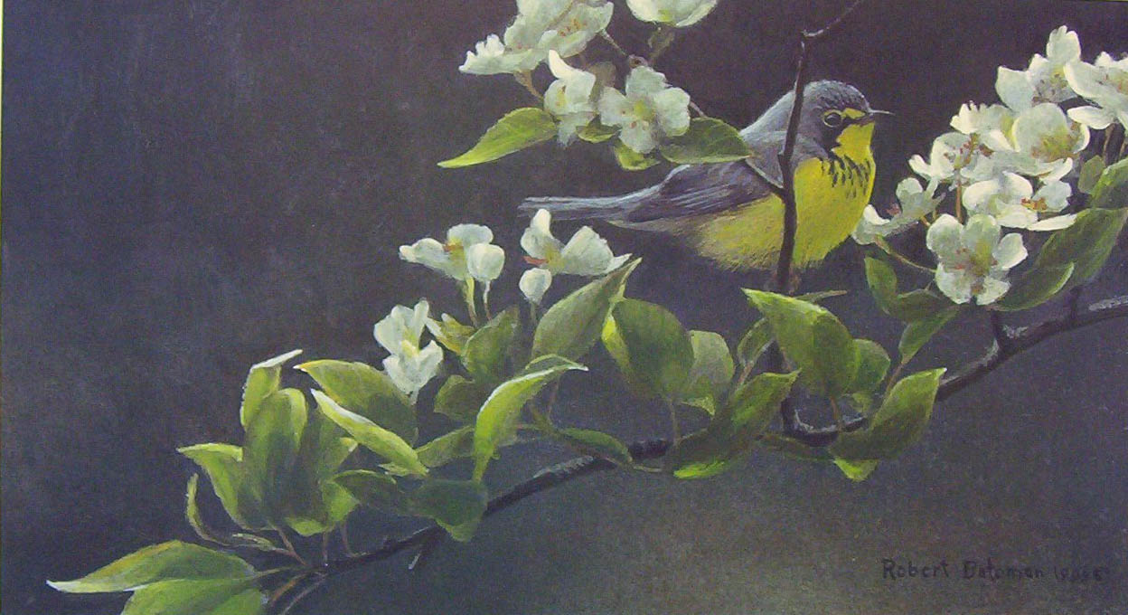 Robert Bateman Canada Warbler And Pear Blossoms