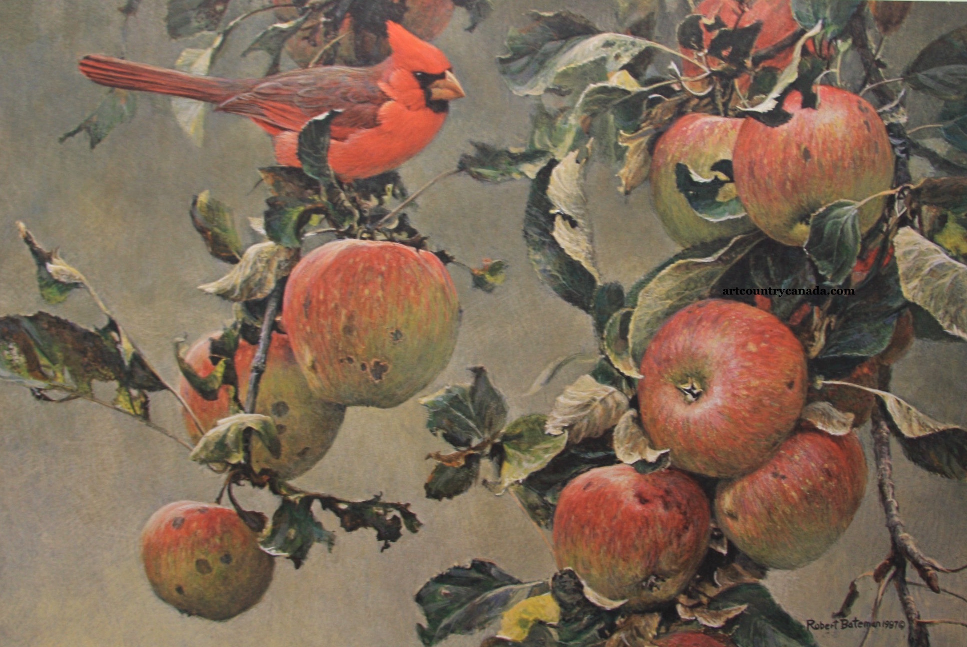 Robert Bateman Cardinal And Wild Apples