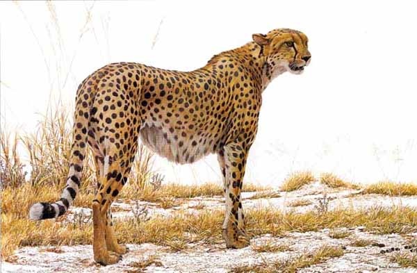 Robert Bateman Cheetah Profile