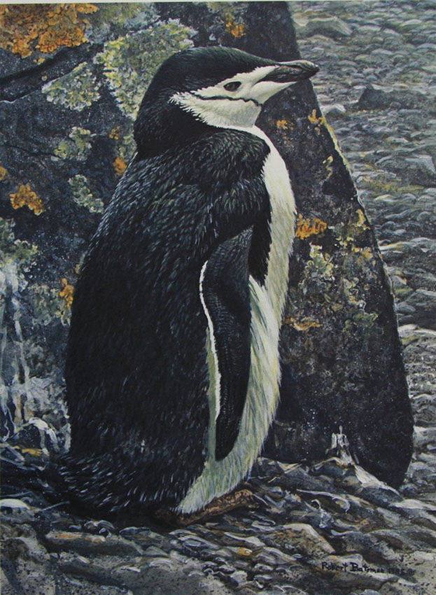Robert Bateman Chinstrap Penguin