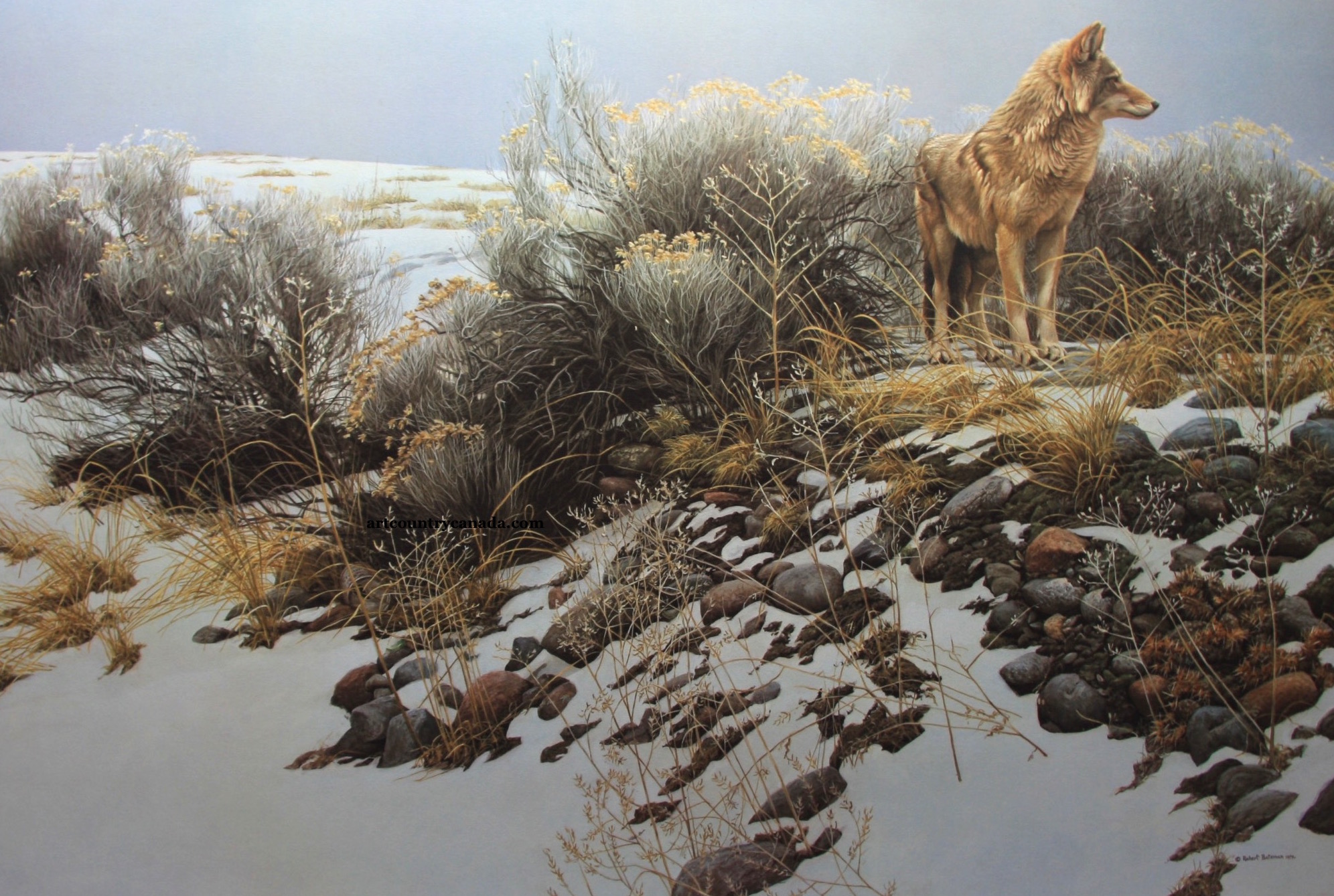 Robert Bateman Coyote and Winter Sage