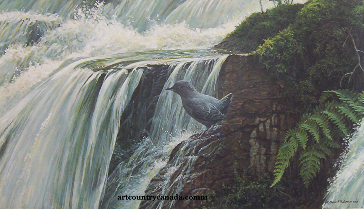 Robert Bateman Dipper By The Waterfall