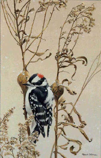 Robert Bateman Downy Woodpecker on Goldenrod