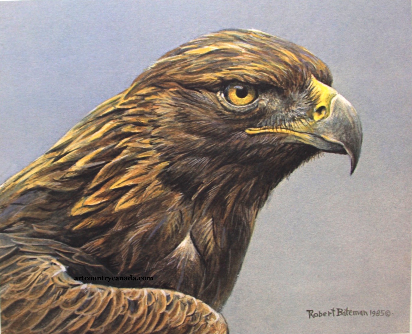 Robert Bateman Golden Eagle Portrait