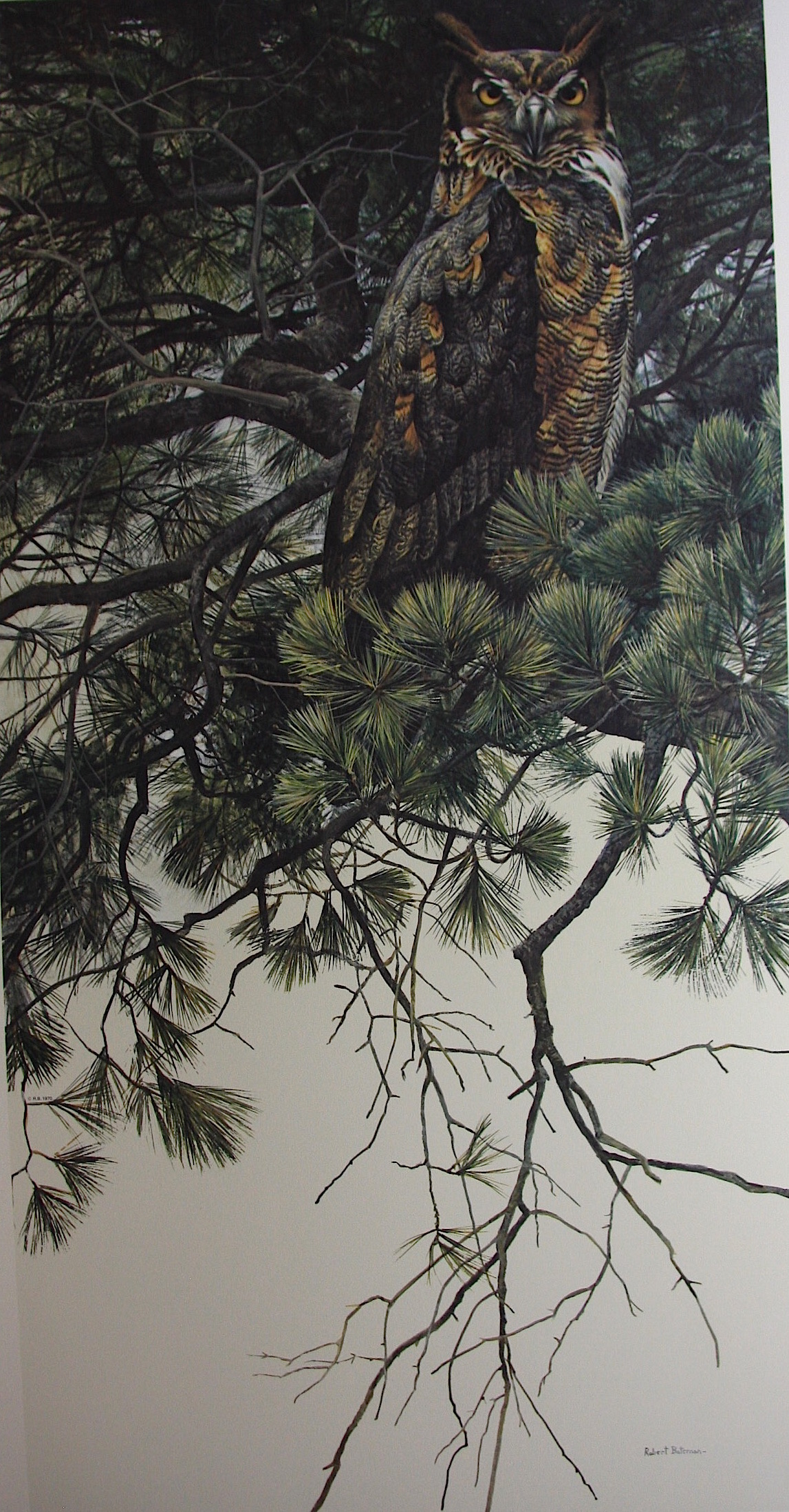 Robert Bateman Great Horned Owl In White Pine