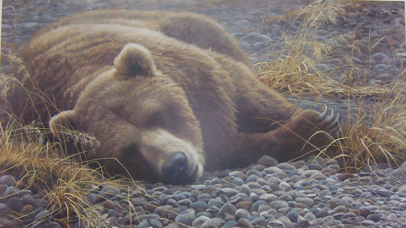 Robert Bateman Grizzly Bear at Rest
