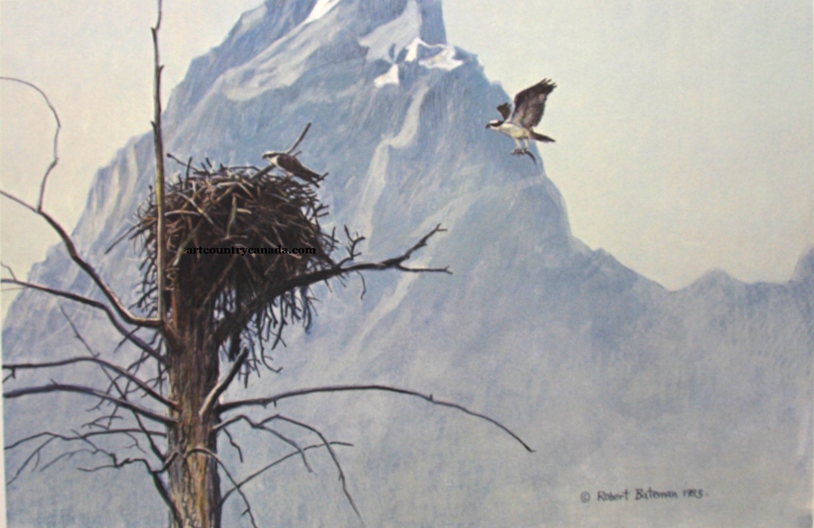 Robert Bateman In The Mountains Osprey
