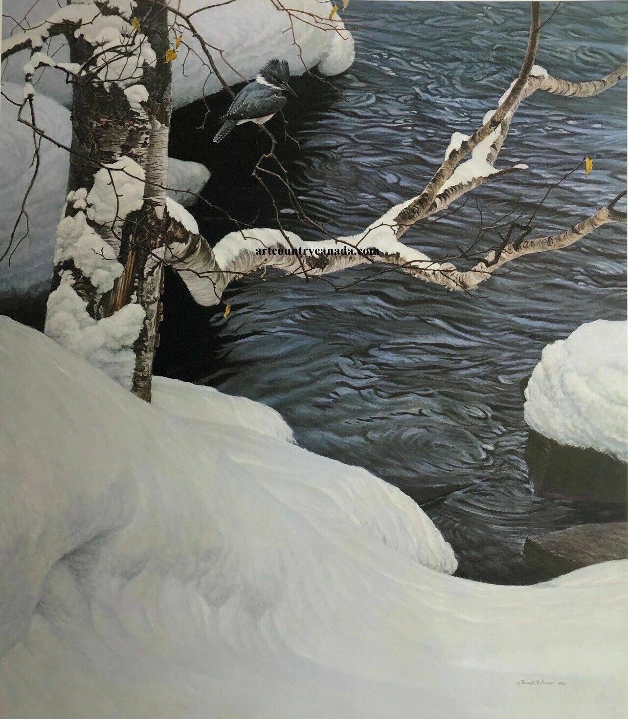 Robert bateman Kinfisher in winter