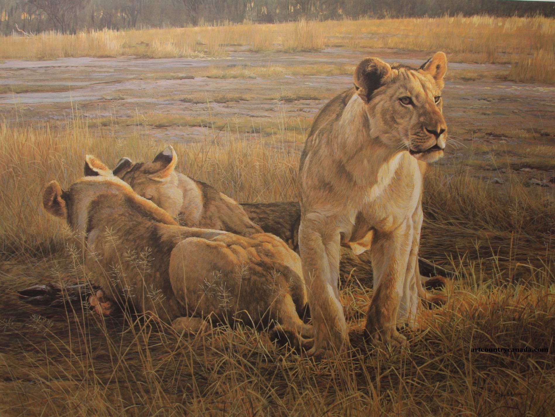 Robert Bateman Lions At Dawn