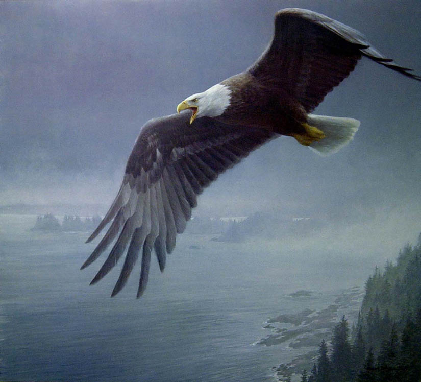 Robert Bateman On The Wing Bald Eagle