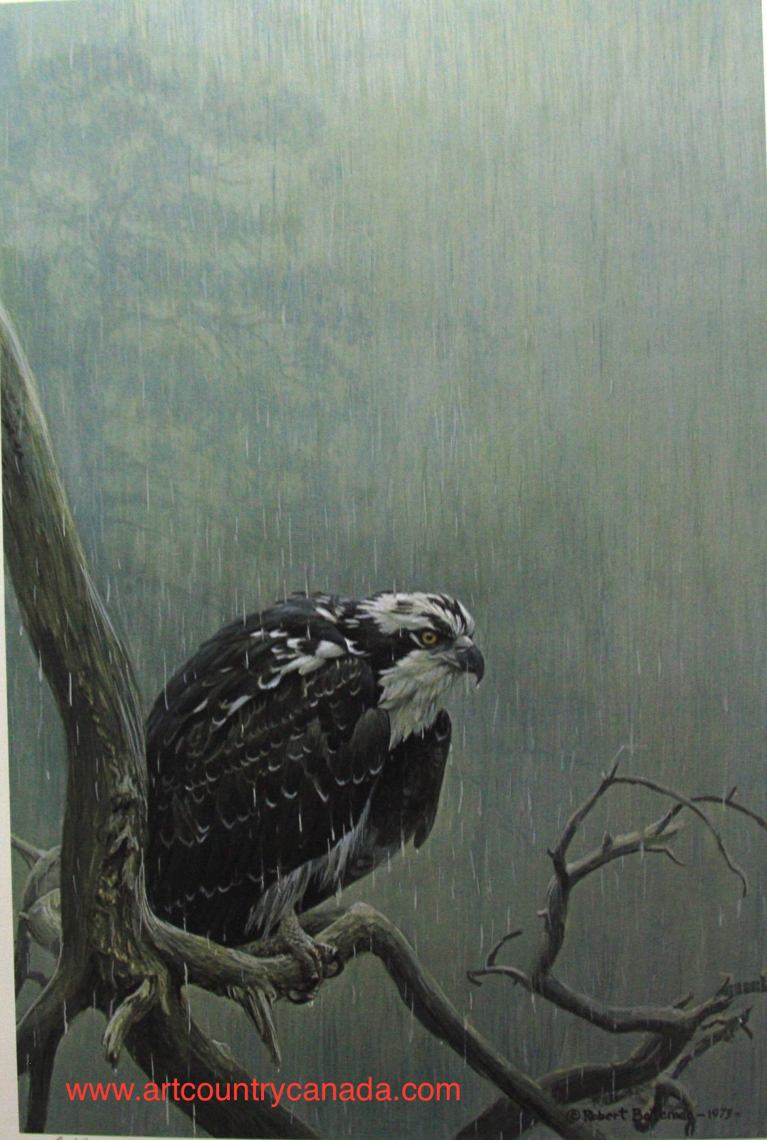 Robert Bateman Osprey In The Rain