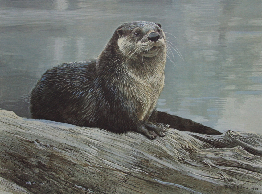 Robert Bateman Otter Study