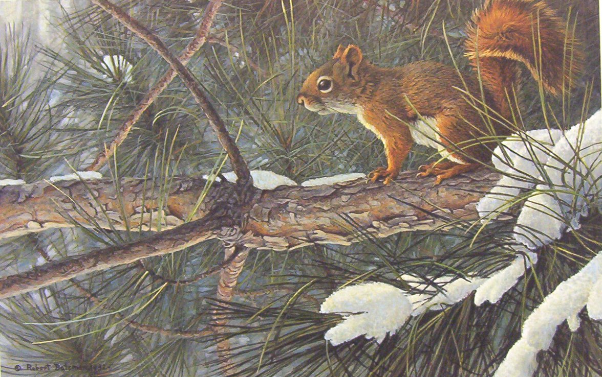 Robert bateman Red Squirrel