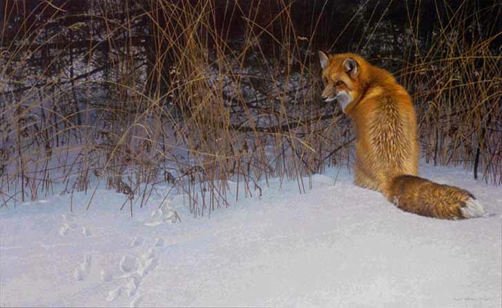 Robert Bateman Red Fox On The Prowl
