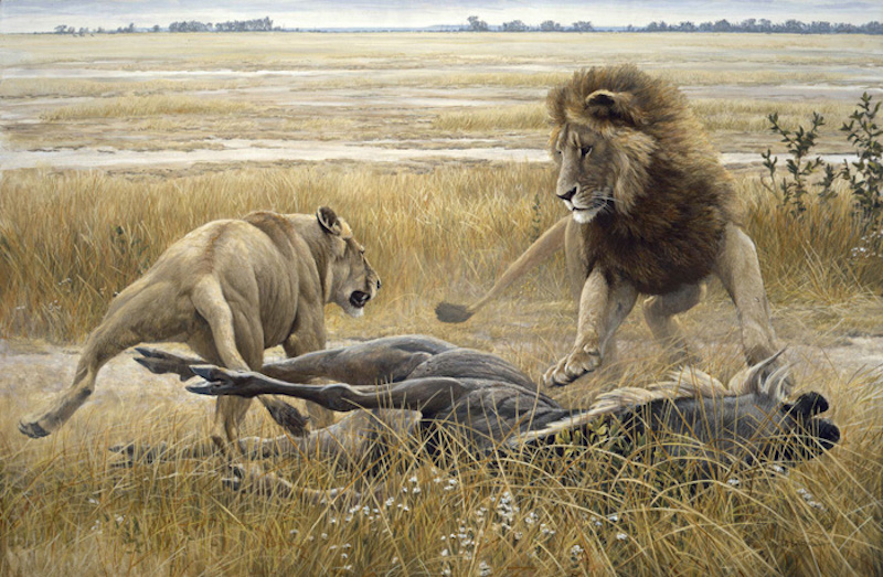 Robert Bateman Dispute Over Prey Lions