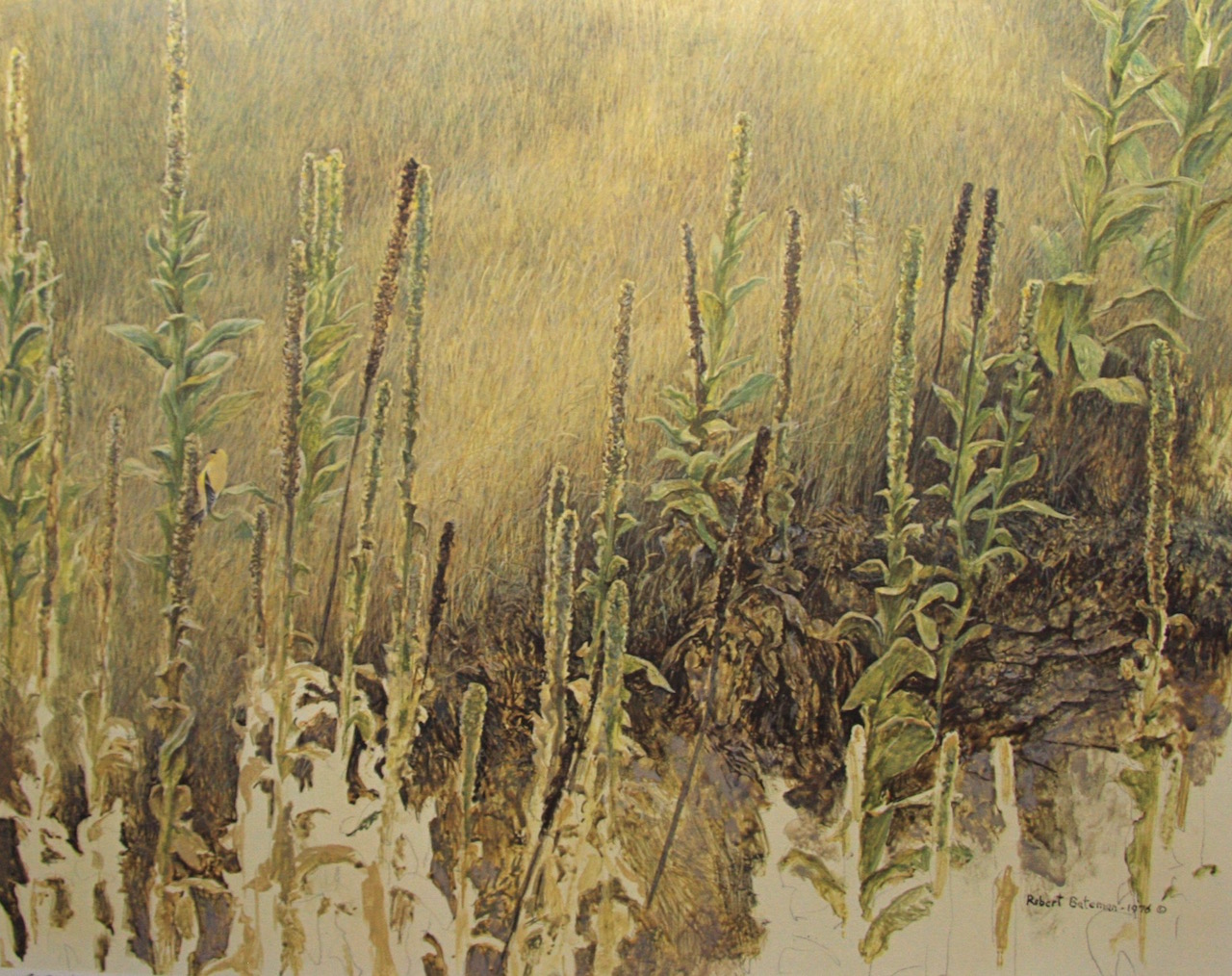 Robert Bateman Goldfinch With Mullein