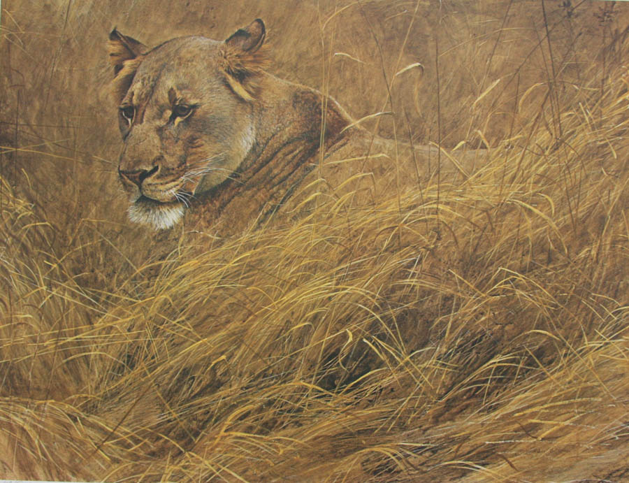 Robert Bateman In The Grass Lioness Limited Edition Print