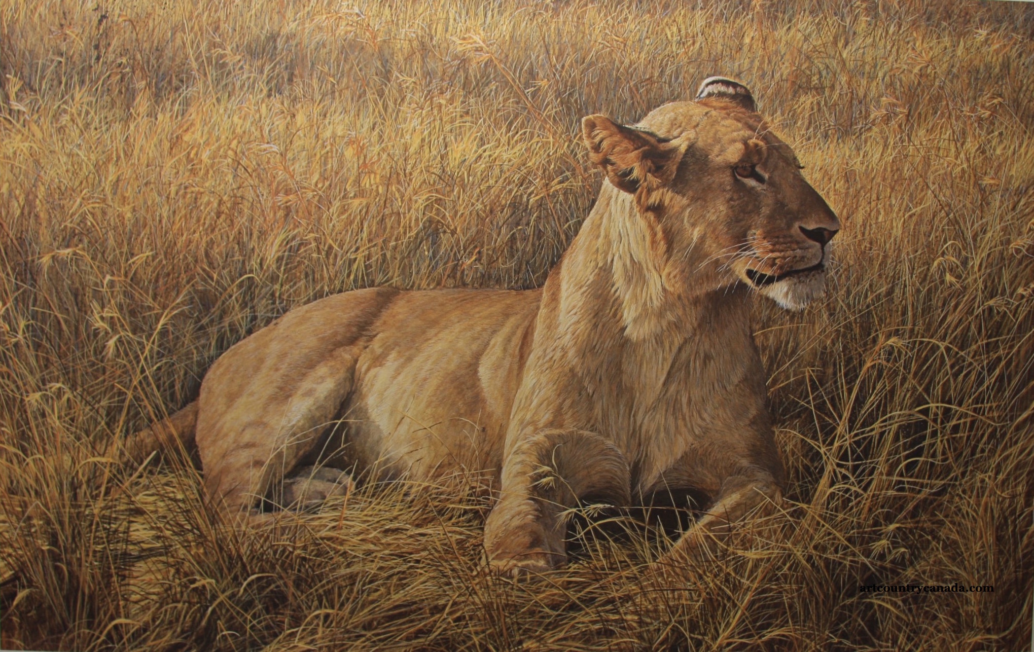 Robert Bateman Lioness at Serengeti