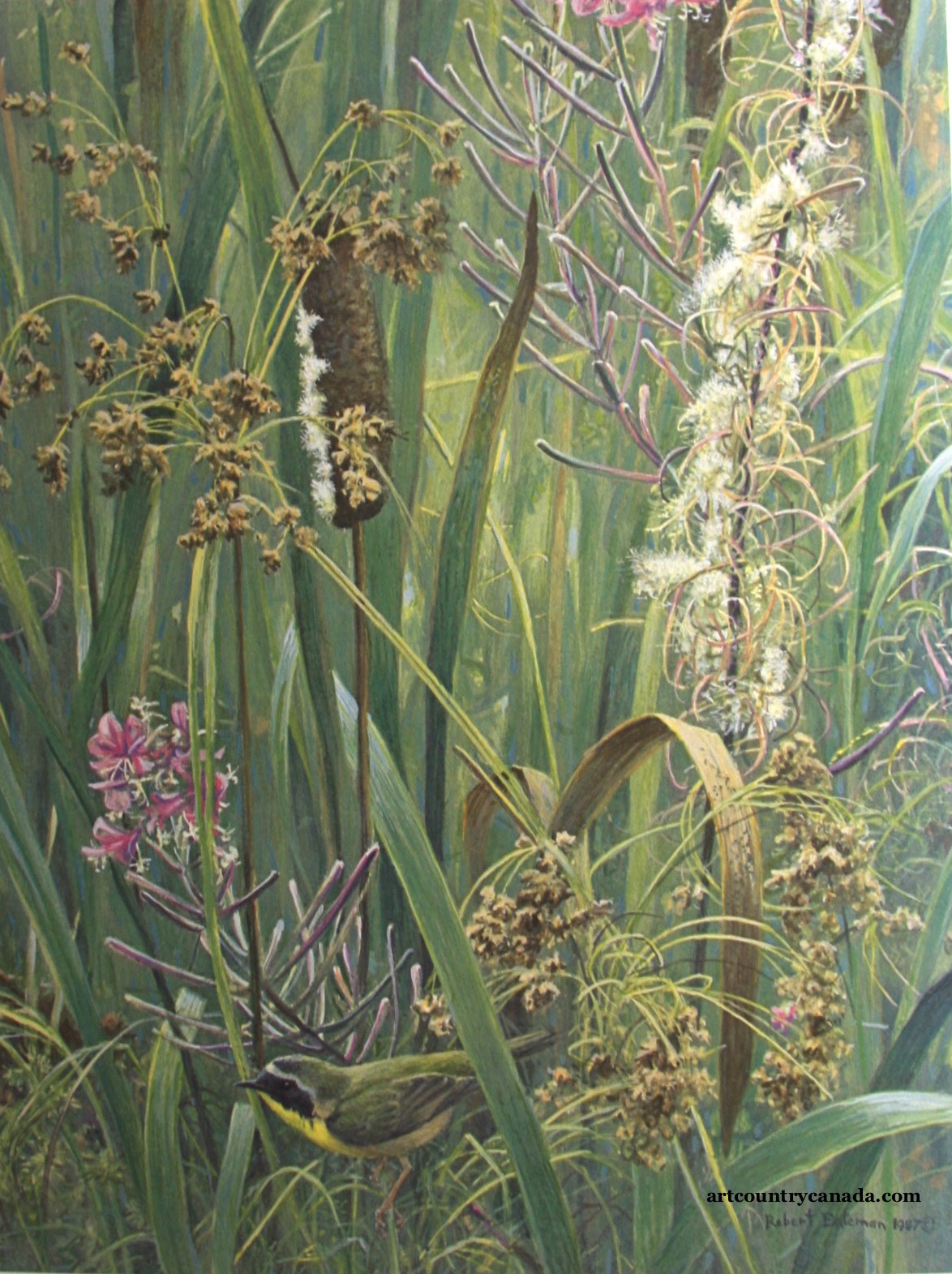 Robert Bateman Cattails Fireweed and Yellowthroat