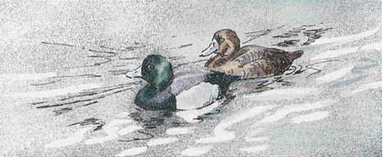 Robert Bateman Rolling Waves Greater Scaup Original Lithograph 