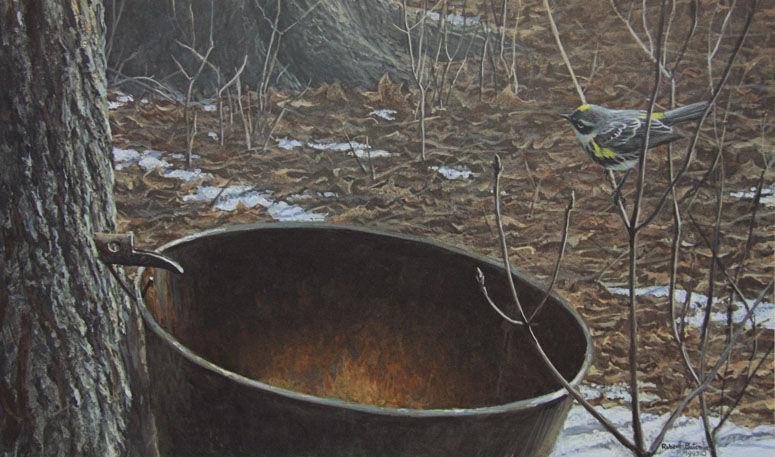 Robert Bateman Sap Bucket and Myrtle Warbler