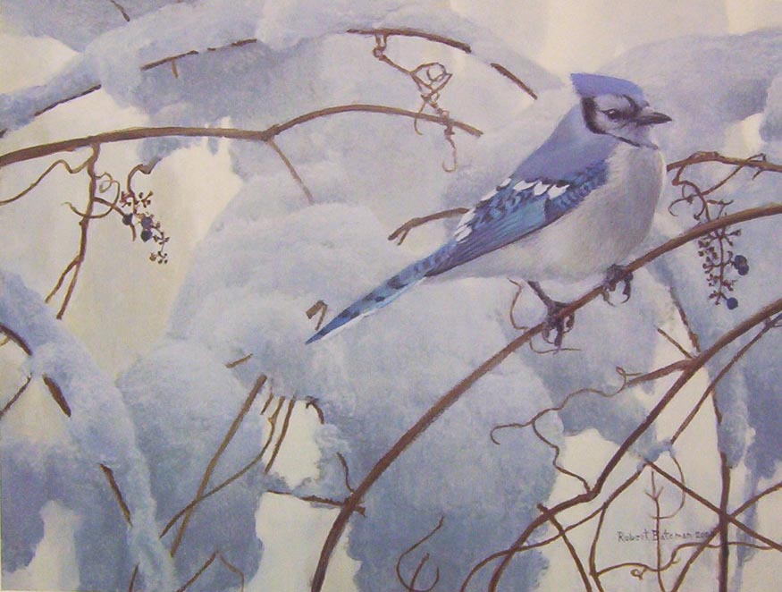 Robert Bateman Snowy Morning Blue Jay