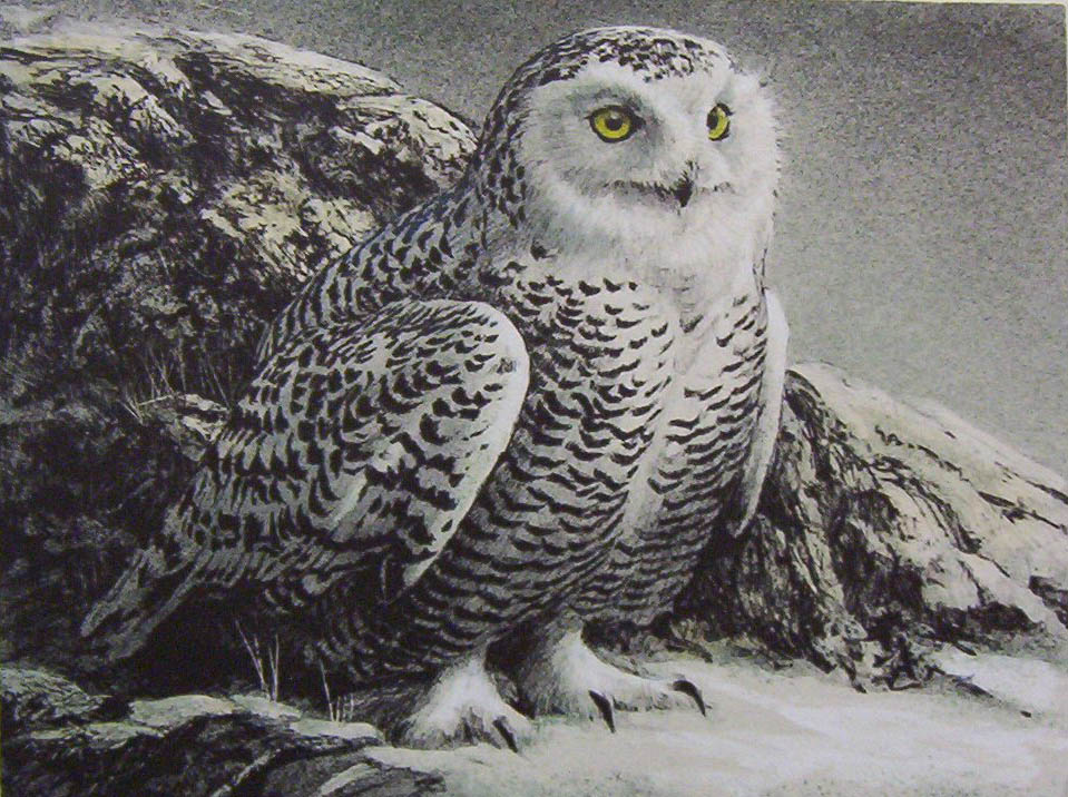 Robert Bateman Snowy Owl Lithograph
