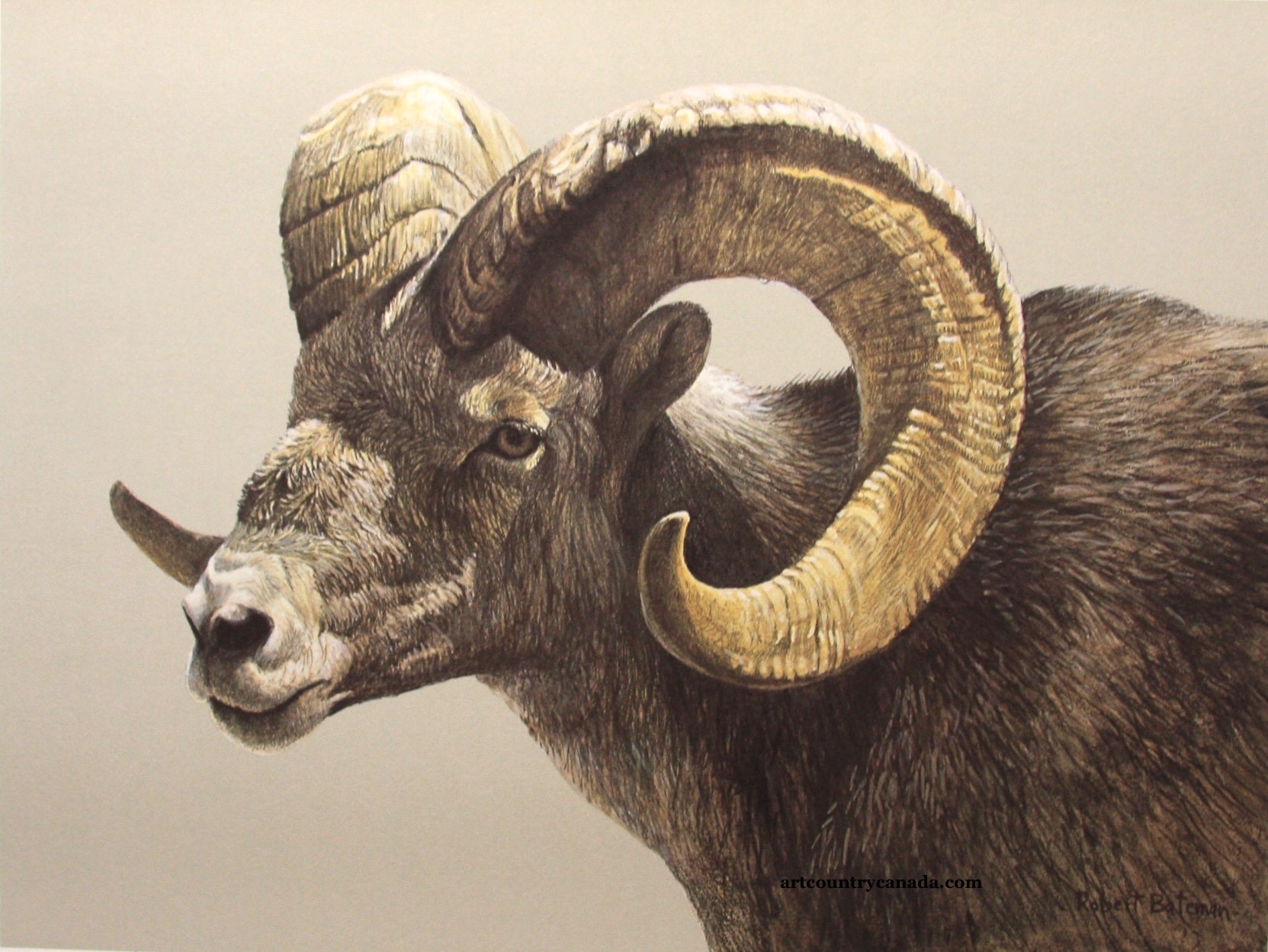 Robert Bateman Stone Sheep Ram