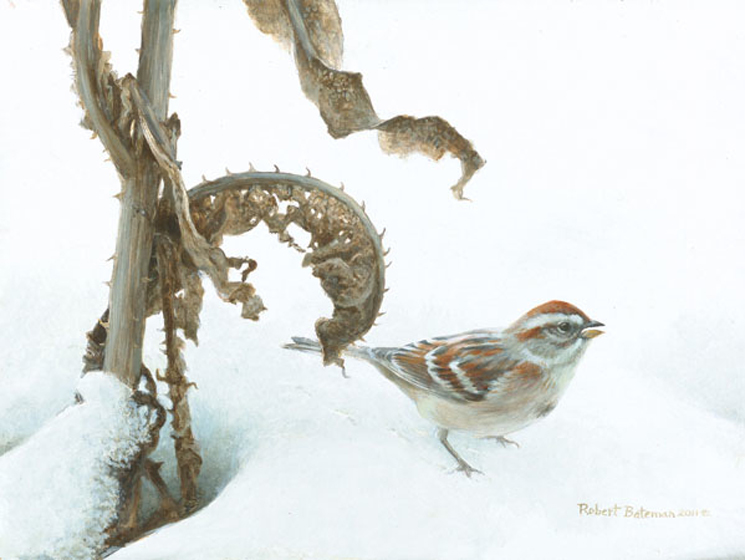 Robert Bateman Tree Sparrow and Teasal