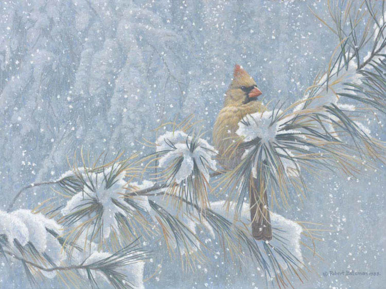 Robert Bateman Winter Lady Cardinal