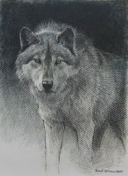 Robert Bateman Wolf Sketch Original Lithograph