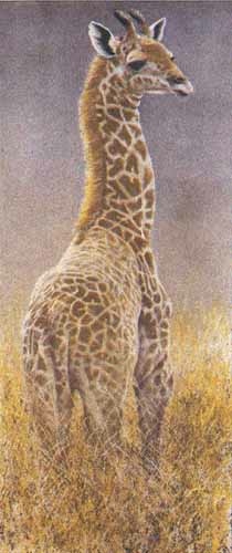 Robert Bateman Young Giraffe