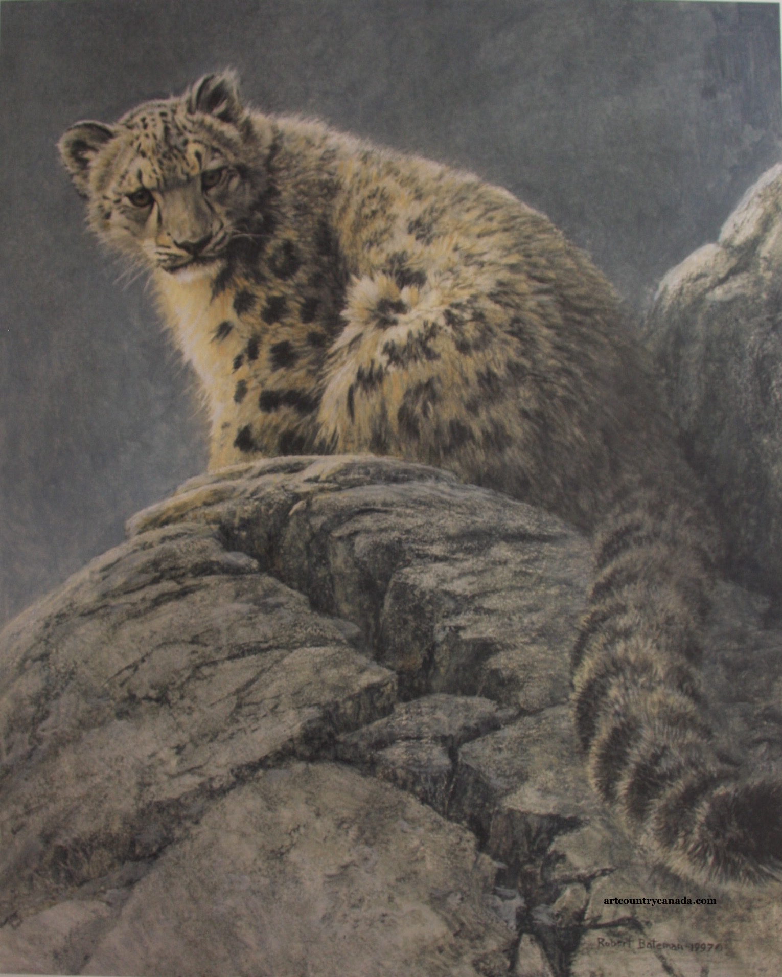 Robert Bateman Young Snow Leopard