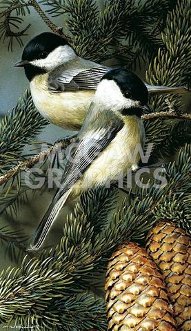 Carl Brenders Black Capped Chickadees