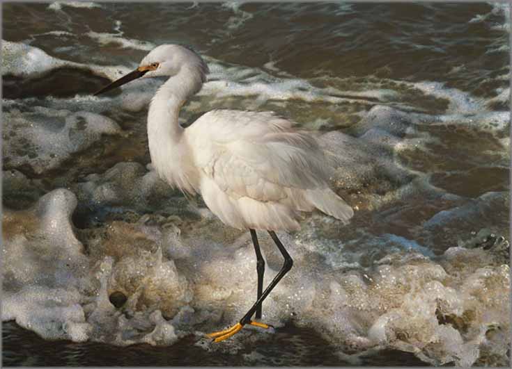 Carl Brenders Island Shores Snowy Egret