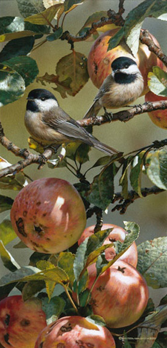Carl Brenders Chickadee and Apple Tree
