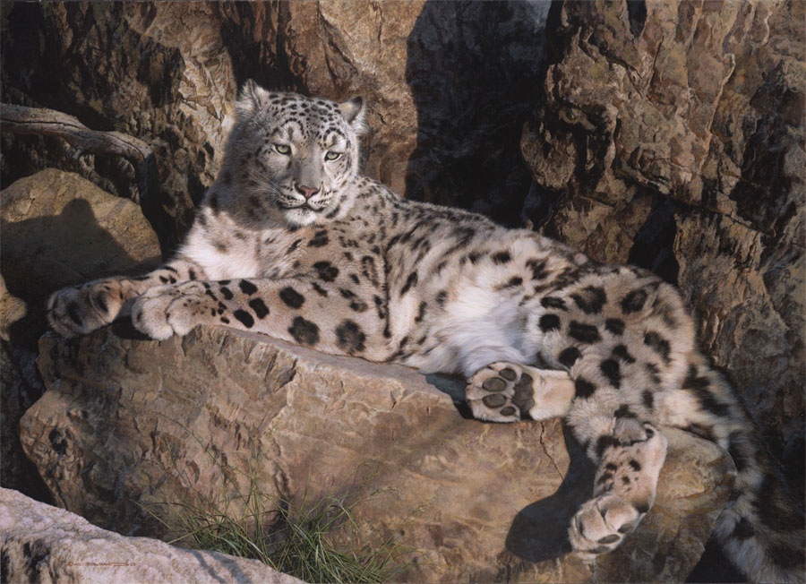 Carl Brenders Snow Leopard