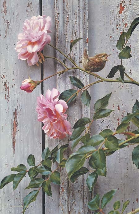 Carl Brenders Summer Roses Winter Wren 