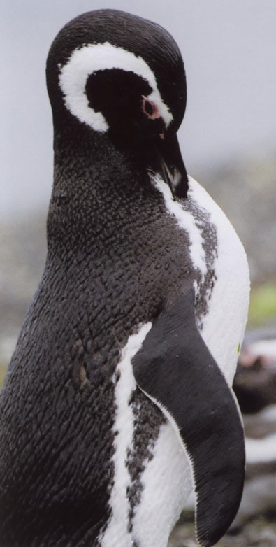 Caelin Cameron - Magellan Penguin