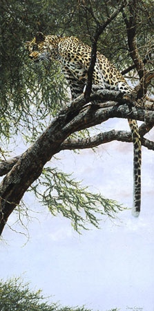 Simon Combes The Bushwacker Leopard