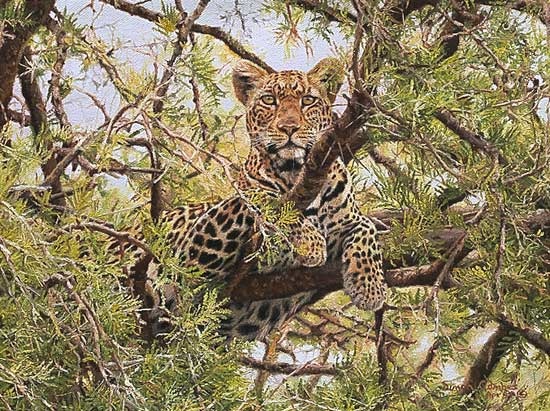 Simon Combes Lookout Leopard