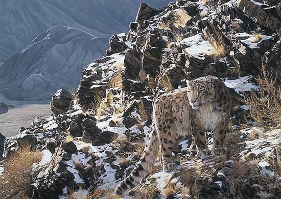 Simon Combes Mountain Myth Snow Leopard