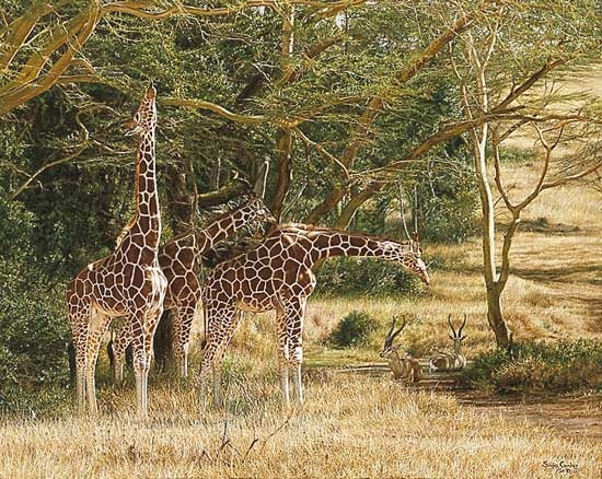 Simon Combes Tall Shadows Giraffe