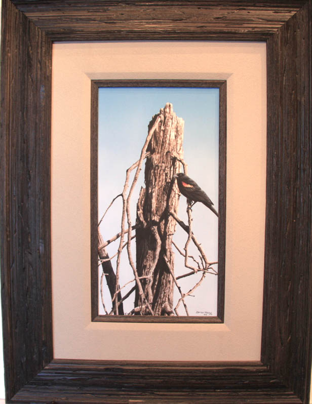 Darren Haley Red-Winged Blackbird 