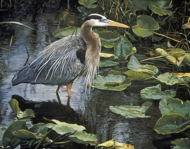 Terry Isaac After The Rain Blue Heron