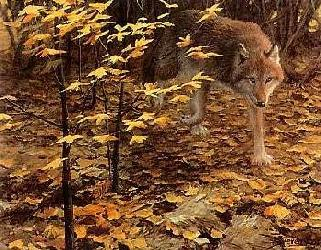 John Seerey-Lester Red Wolf