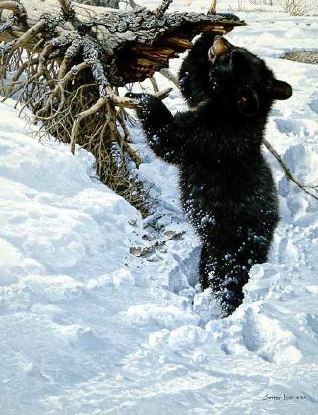 John Seerey-Lester In Deep Black Bear Cub