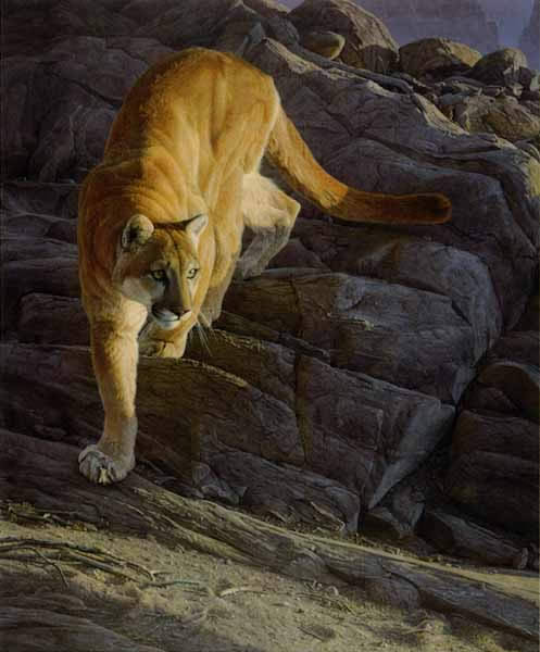 Daniel Smith Silent Pursuit Cougar Mountain Lion