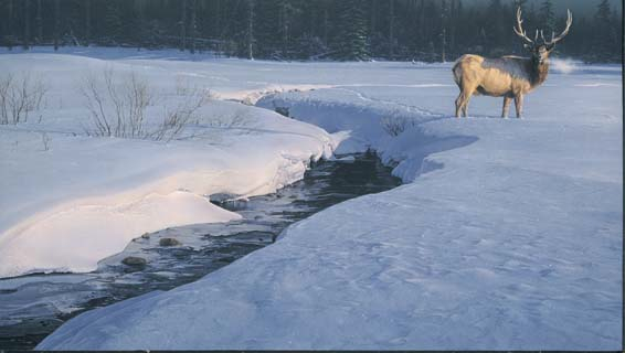 Daniel Smith Solitary Tracks Elk