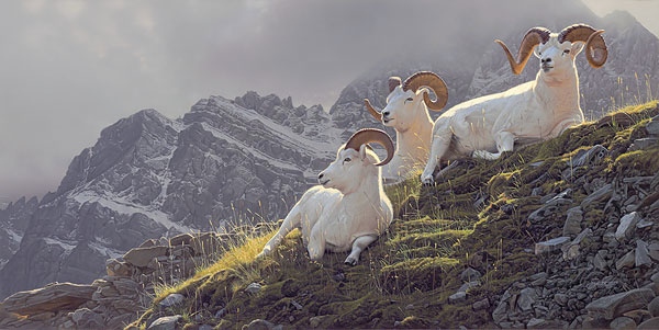 Daniel Smith Summit Sanctuary Mountain Goats